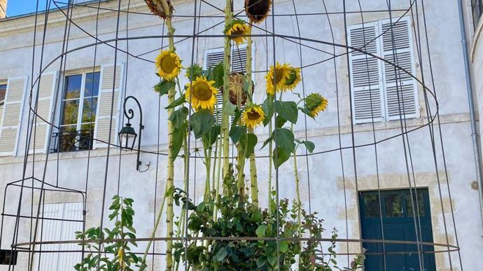 Jardin «Zoo végétal Helianthus giganteus», par Estrella Silvestro et Chantal Detry, place Saint Pierre Empont ou place du temple.